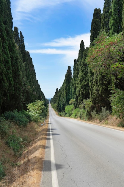 La avenida bordeada de cipreses que conduce a Bolgheri Italia