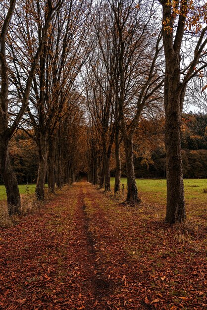 Foto la avenida de las castañas en otoño