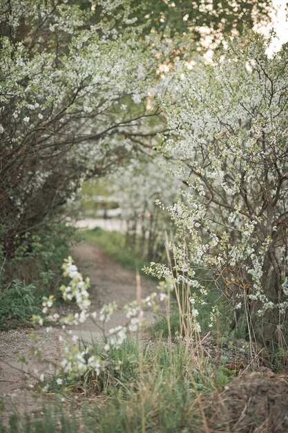 Avenida de los cerezos en flor 2732