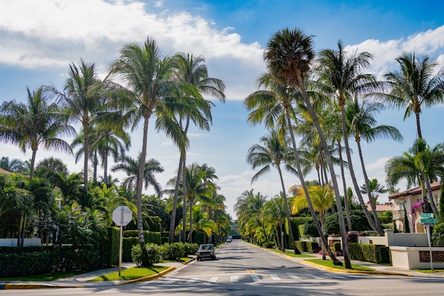 Avenida das palmeiras com férias de verão de estrada vazia