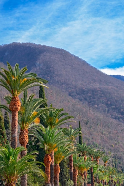 Avenida das palmeiras no contexto das montanhas da primavera dia ensolarado claro