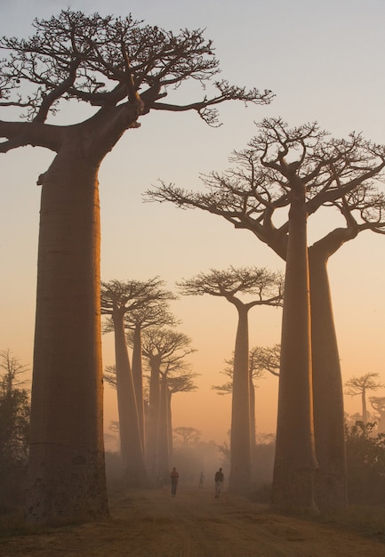 Foto avenida dos baobás ao amanhecer na névoa em madagascar