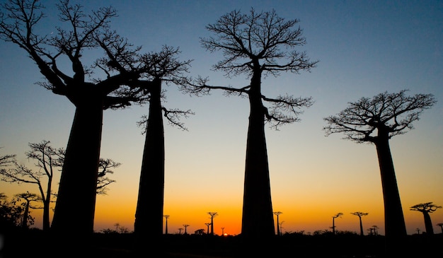 Avenida dos baobás ao pôr do sol em Madagascar