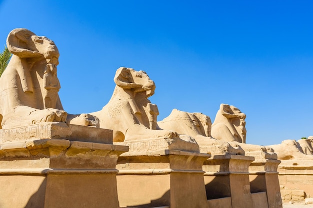 Avenida de las esfinges ramheaded en un templo de Karnak, Luxor, Egipto