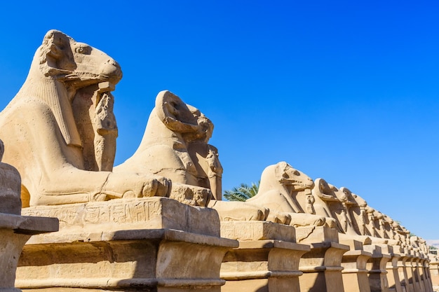 Avenida de las esfinges ramheaded en un templo de Karnak, Luxor, Egipto