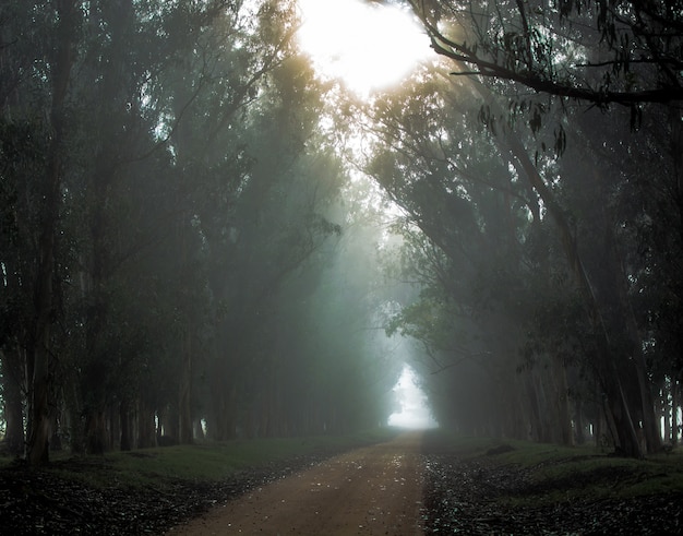 Foto avenida de madera