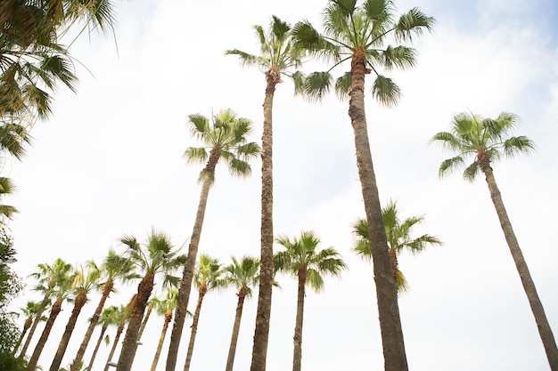 Avenida muito bonita de palmeiras Turquia Marmaris