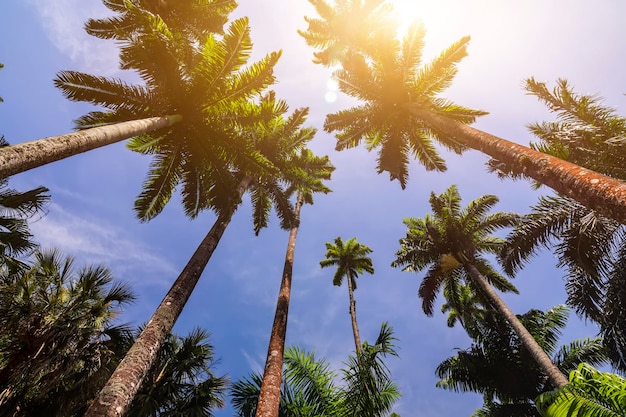 Avenida de palmeras reales en el jardín botánico Jardim Botanico Río de Janeiro, Brasil