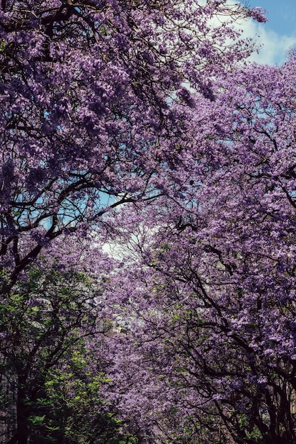 Avenida de vibrantes flores de jacaranda púrpura en los árboles en Lisboa Portugal