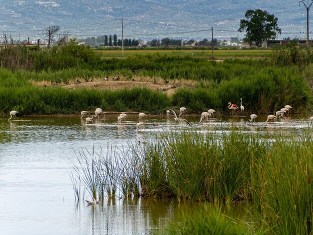 Foto aventura em donana flamingos vivem na natureza