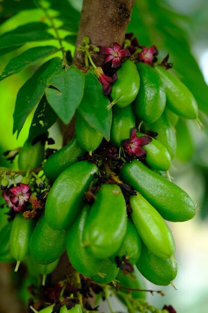 Averrhoa bilimbi es un árbol frutal del género Averrhoa, familia Oxalidaceae. árbol de carambola