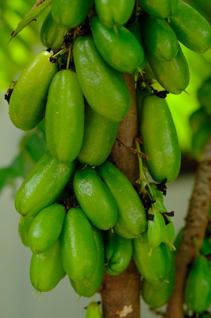 Averrhoa bilimbi. Grüne Sternfrucht, die auf Ästen schwere Früchte trägt. Würze für asiatische Speisen.