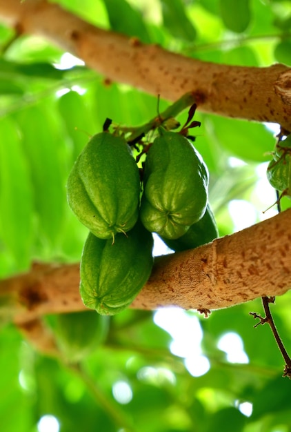 Foto averrhoa bilimbi sauer schmeckende frucht, die als ergänzung zu gewürzen verwendet wird