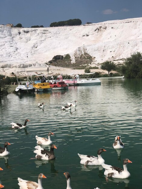 Aves a nadar no lago