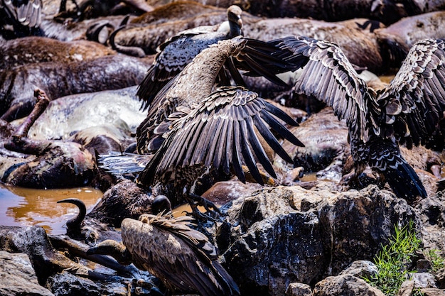 aves abutre animais selvagens mamíferos savana pastagens Maasai Mara Reserva Nacional de Caça Parque Narok