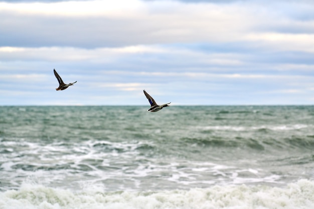Aves acuáticas de ánade real volando sobre el agua de mar. Anas platyrhynchos, pato real. Aves flotando en el cielo azul natural y el fondo del mar.