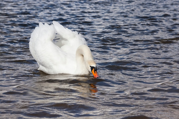 Aves acuáticas blancas