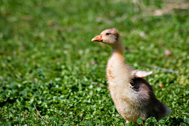 Aves acuáticas gansos patos cisnes seaguls pelícanos