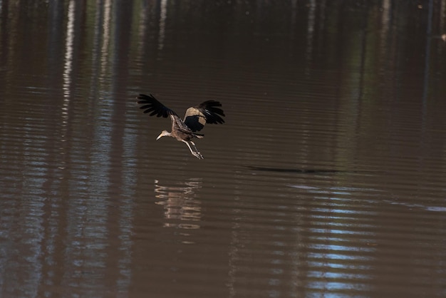 Aves acuáticas hermosas aves acuáticas en vuelo luz natural enfoque selectivo