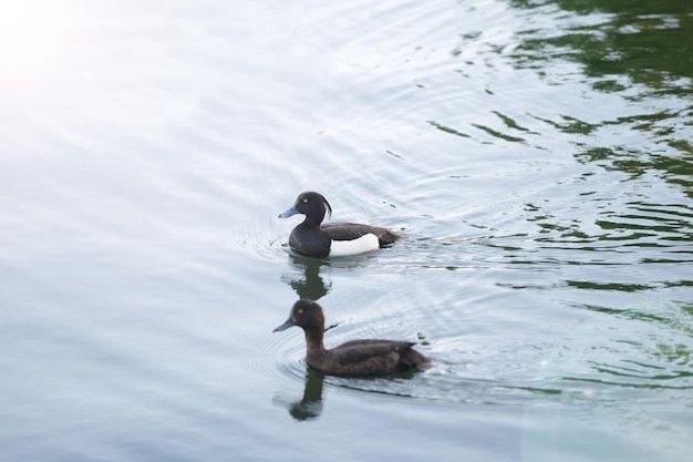 Aves acuáticas patos copetudos nada en el agua