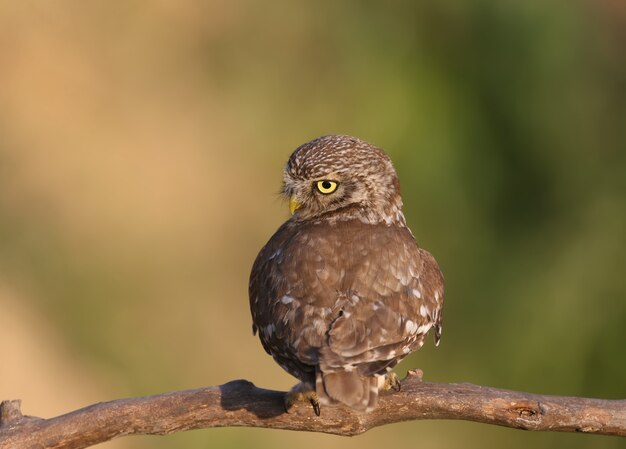 Aves adultas y pollitos de búho Athene noctua se encuentran en primer plano de rango cercano