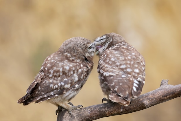 Aves adultas y pollitos de búho Athene noctua se encuentran en primer plano de rango cercano