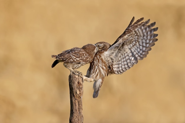 Las aves adultas y los pollitos de búho (Athene noctua) son fotografiados en primer plano a corta distancia sobre un fondo borroso.