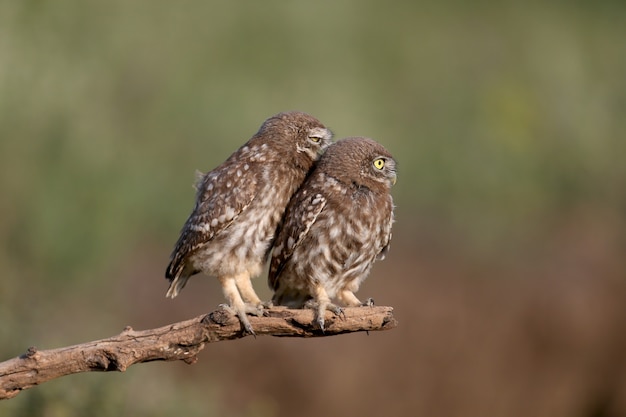 Las aves adultas y los pollitos de búho (Athene noctua) son fotografiados en primer plano a corta distancia sobre un fondo borroso.