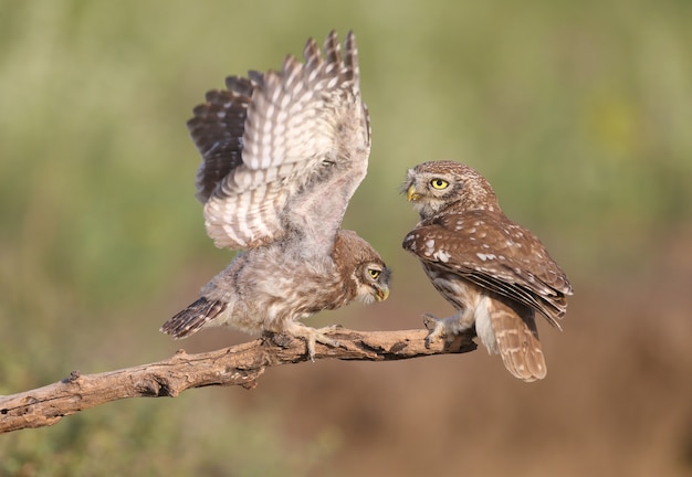 Aves adultas y pollitos de mochuelo Athene noctua