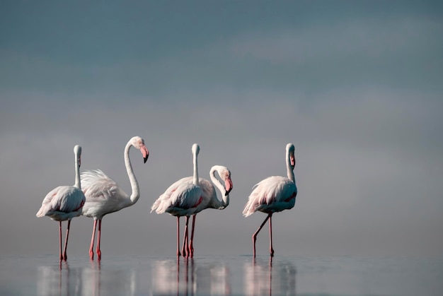 Aves africanas salvajes Bandada de flamencos africanos rosados caminando alrededor de la laguna azul en el fondo del cielo brillante en un día soleado