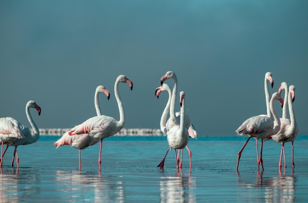 Aves africanas salvajes Bandada de flamencos africanos rosados caminando alrededor de la laguna azul en el fondo del cielo brillante en un día soleado