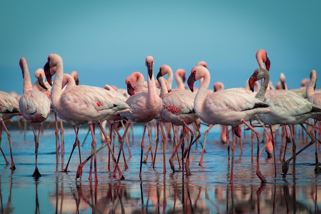 Aves africanas salvajes Bandada de flamencos africanos rosados caminando alrededor de la laguna azul en el fondo del cielo brillante en un día soleado