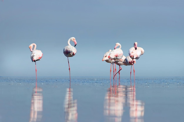 Aves africanas salvajes Grupo de aves de flamencos africanos rosados caminando alrededor de la laguna azul en un día