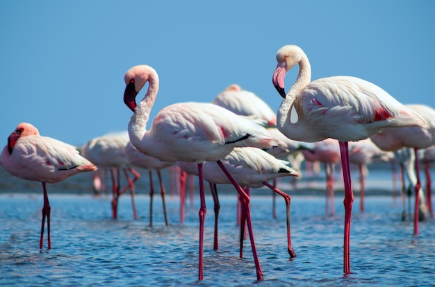 Aves africanas salvajes Grupo de aves de flamencos africanos rosados caminando alrededor de la laguna azul