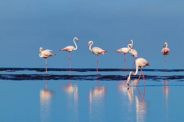 Aves africanas salvajes Grupo de aves de flamencos africanos rosados caminando alrededor de la laguna y buscando comida