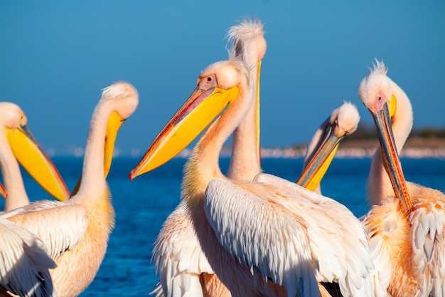 Aves africanas salvajes. Un grupo de varios pelícanos rosados grandes se paran en la laguna en un día soleado