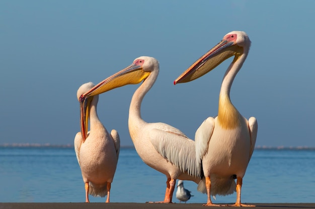 Aves africanas salvajes Un grupo de varios pelícanos rosados grandes se paran en la laguna en un día soleado