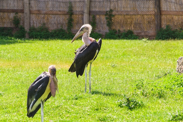 Aves africanas. Stork Marabou en verano