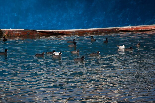 Aves en el agua con un fondo azul.