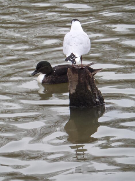 Foto aves en el agua