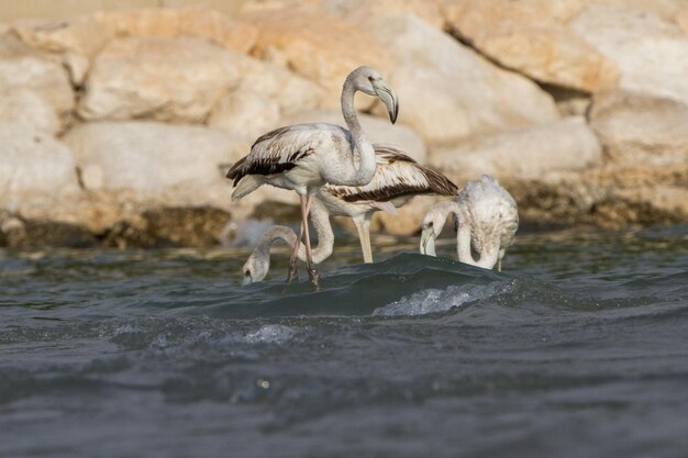 Foto aves en el agua