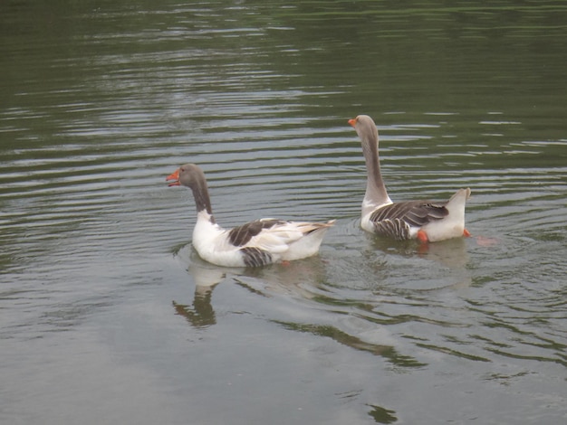 Aves en aguas tranquilas