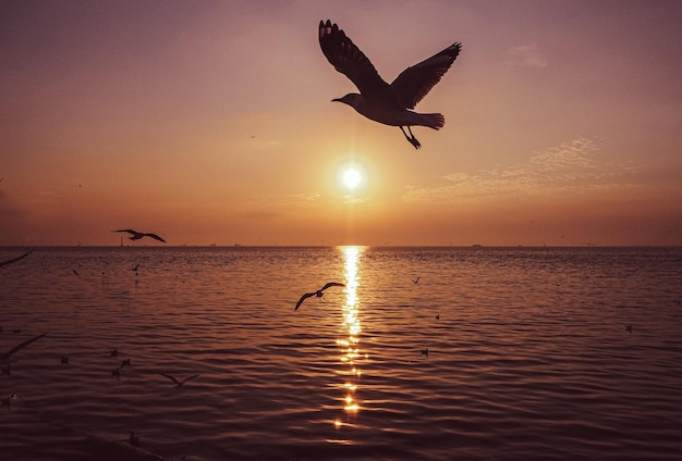 Aves animais selvagens voando sobre horizonte scenics Água do mar calmo oceano pôr do sol céu