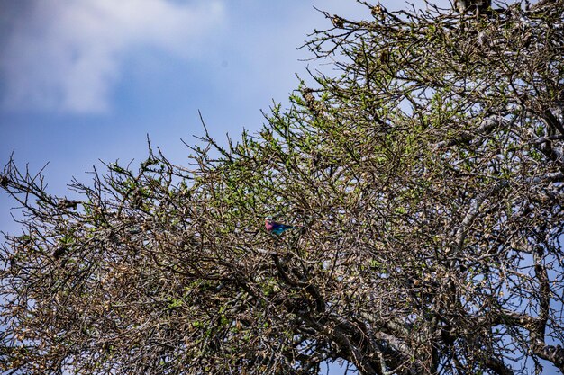 Aves Animales Silvestres Mamíferos Savanna Grassland Maasai Mara Parque Nacional de Reserva de Caza Condado de Narok. El parque está ubicado en el condado de Narok.