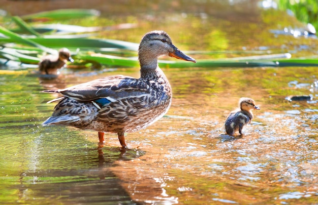 Aves y animales en la vida silvestre. El pato mamá aprende a nadar patitos. Foco seleccionado