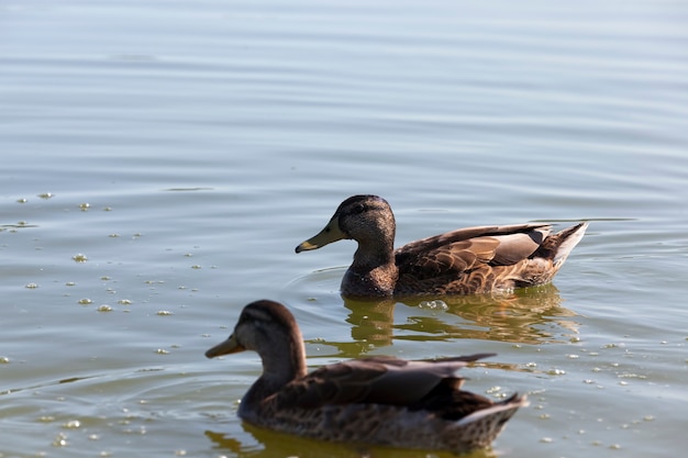 Aves aquáticas aves selvagens patos selvagens pequenos lindos patos selvagens aves aquáticas na primavera ou verão