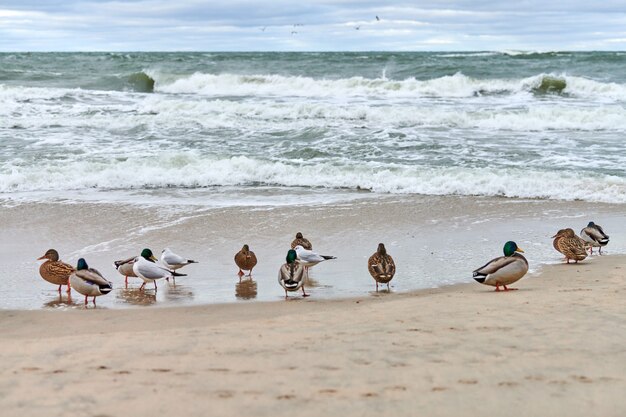 Aves aquáticas na costa perto do Mar Báltico