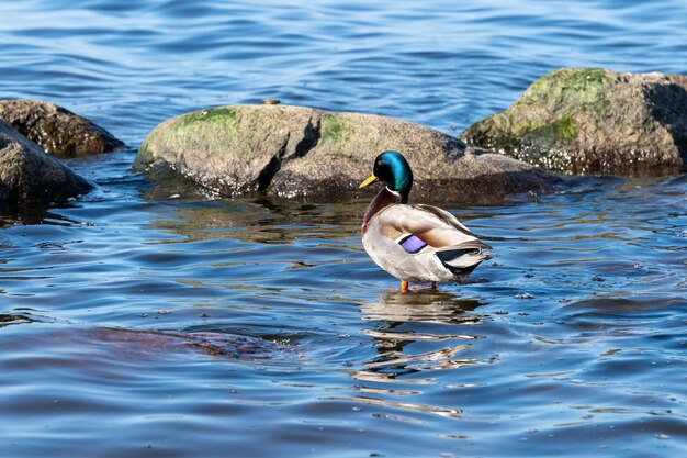 Foto aves aquáticas no fundo do reservatório marinho holey gaivota pato drake na natureza