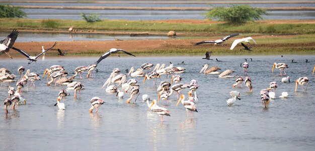 Aves aquáticas num lago, cegonhas pintadas, pelicanos e garças num lago.