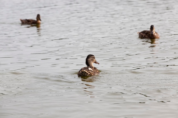 Aves aquáticas selvagens no território de lagos, patos no ambiente natural, patos selvagens durante a recreação e caça